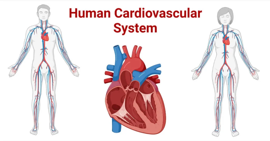 Anatomy of the Human Cardiovascular System